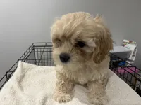 Ivy, a female Maltipoo for sale in Chicago, IL – 3 of 3