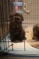 Her, a female French Bulldog for sale in Columbus, OH – Photo 2 of 3