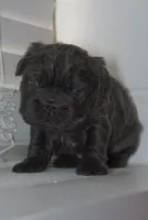 Her, a female French Bulldog for sale in Columbus, OH – Photo 3 of 3