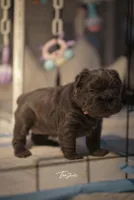 Her, a female French Bulldog for sale in Columbus, OH – Photo 1 of 3
