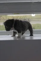 Little Momma, a female French Bulldog for sale in Columbus, OH – Photo 2 of 4