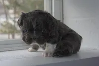 Little Momma, a female French Bulldog for sale in Columbus, OH – Photo 3 of 4