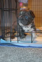 Little Momma, a female French Bulldog for sale in Columbus, OH – Photo 4 of 4