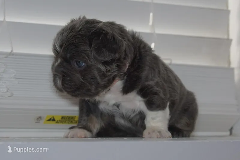 Little Momma – French Bulldog puppy for sale in Columbus, OH