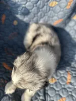 Winnie, a female Australian Shepherd for sale in Bakersfield, CA – 3 of 8