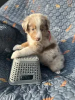 Fozzie, a male Australian Shepherd for sale in Bakersfield, CA – 6 of 8