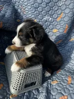 Hazel, a female Australian Shepherd for sale in Bakersfield, CA – 2 of 6