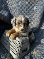 Koda, a female Australian Shepherd for sale in Bakersfield, CA – 3 of 8