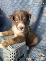 Kodiak, a male Australian Shepherd for sale in Bakersfield, CA – 1 of 7