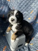 Hazel, a female Australian Shepherd for sale in Bakersfield, CA – 3 of 6