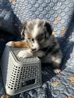 Yogi, a male Australian Shepherd for sale in Bakersfield, CA – 4 of 6