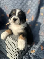 Honey, a female Australian Shepherd for sale in Bakersfield, CA – 4 of 7