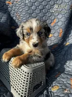 Koda, a female Australian Shepherd for sale in Bakersfield, CA – 1 of 8