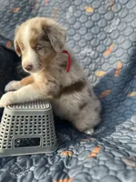 Fozzie, a male Australian Shepherd for sale in Bakersfield, CA – 3 of 8