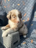Fozzie, a male Australian Shepherd for sale in Bakersfield, CA – 2 of 8