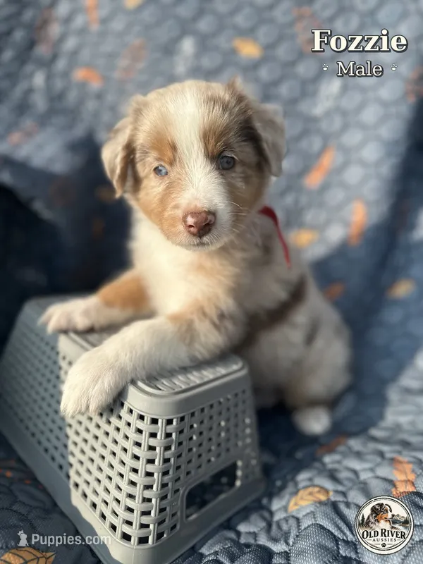Fozzie – Australian Shepherd puppy for sale in Bakersfield, CA