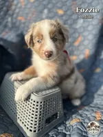 Fozzie, a male Australian Shepherd for sale in Bakersfield, CA – 1 of 8