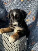 Mishka, a female Australian Shepherd for sale in Bakersfield, CA – 3 of 6