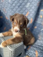 Kodiak, a male Australian Shepherd for sale in Bakersfield, CA – 5 of 7