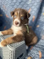 Kodiak, a male Australian Shepherd for sale in Bakersfield, CA – 3 of 7