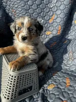 Koda, a female Australian Shepherd for sale in Bakersfield, CA – 6 of 8