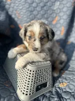 Winnie, a female Australian Shepherd for sale in Bakersfield, CA – 4 of 8