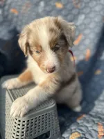 Fozzie, a male Australian Shepherd for sale in Bakersfield, CA – 4 of 8