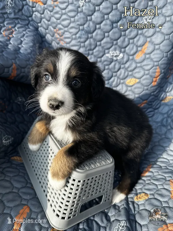 Hazel – Australian Shepherd puppy for sale in Bakersfield, CA