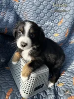 Hazel, a female Australian Shepherd for sale in Bakersfield, CA – 1 of 6