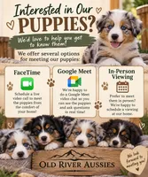 Yogi, a male Australian Shepherd for sale in Bakersfield, CA – 5 of 6