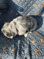 Yogi, a male Australian Shepherd for sale in Bakersfield, CA – 3 of 6