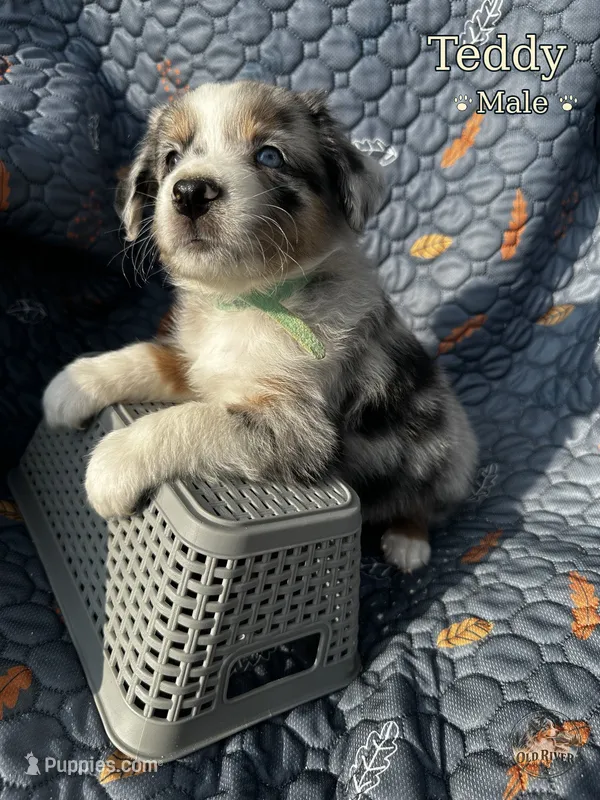 Teddy – Australian Shepherd puppy for sale in Bakersfield, CA