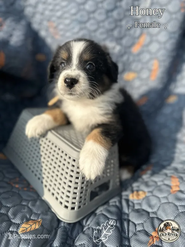 Honey – Australian Shepherd puppy for sale in Bakersfield, CA