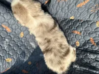 Paddington, a male Australian Shepherd for sale in Bakersfield, CA – 4 of 6