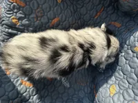 Koda, a female Australian Shepherd for sale in Bakersfield, CA – 2 of 8