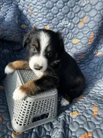 Hazel, a female Australian Shepherd for sale in Bakersfield, CA – 4 of 6