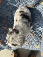 Teddy, a male Australian Shepherd for sale in Bakersfield, CA – 2 of 5