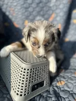 Winnie, a female Australian Shepherd for sale in Bakersfield, CA – 6 of 8
