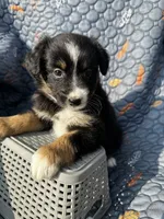 Mishka, a female Australian Shepherd for sale in Bakersfield, CA – 4 of 6
