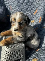 Koda, a female Australian Shepherd for sale in Bakersfield, CA – 4 of 8