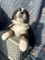 Honey, a female Australian Shepherd for sale in Bakersfield, CA – 3 of 7