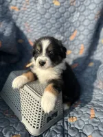 Honey, a female Australian Shepherd for sale in Bakersfield, CA – 5 of 7