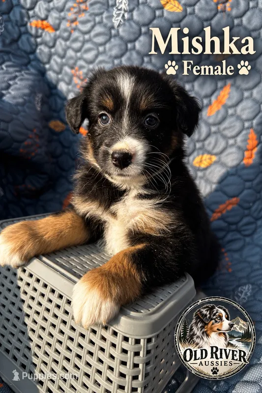 Mishka – Australian Shepherd puppy for sale in Bakersfield, CA