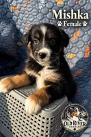 Mishka, a female Australian Shepherd for sale in Bakersfield, CA – 1 of 6