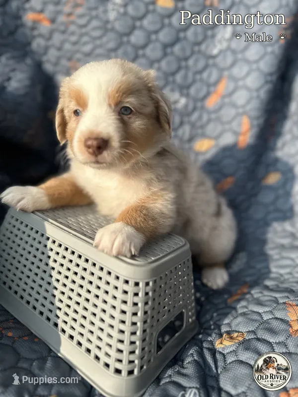 Paddington – Australian Shepherd puppy for sale in Bakersfield, CA