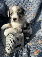 Teddy, a male Australian Shepherd for sale in Bakersfield, CA – 3 of 5