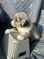 Winnie, a female Australian Shepherd for sale in Bakersfield, CA – 2 of 8