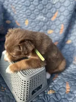 Kodiak, a male Australian Shepherd for sale in Bakersfield, CA – 2 of 7
