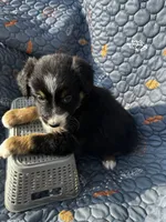 Mishka, a female Australian Shepherd for sale in Bakersfield, CA – 2 of 6