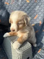 Paddington, a male Australian Shepherd for sale in Bakersfield, CA – 3 of 6